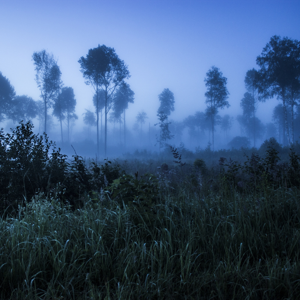 Foggy Forest